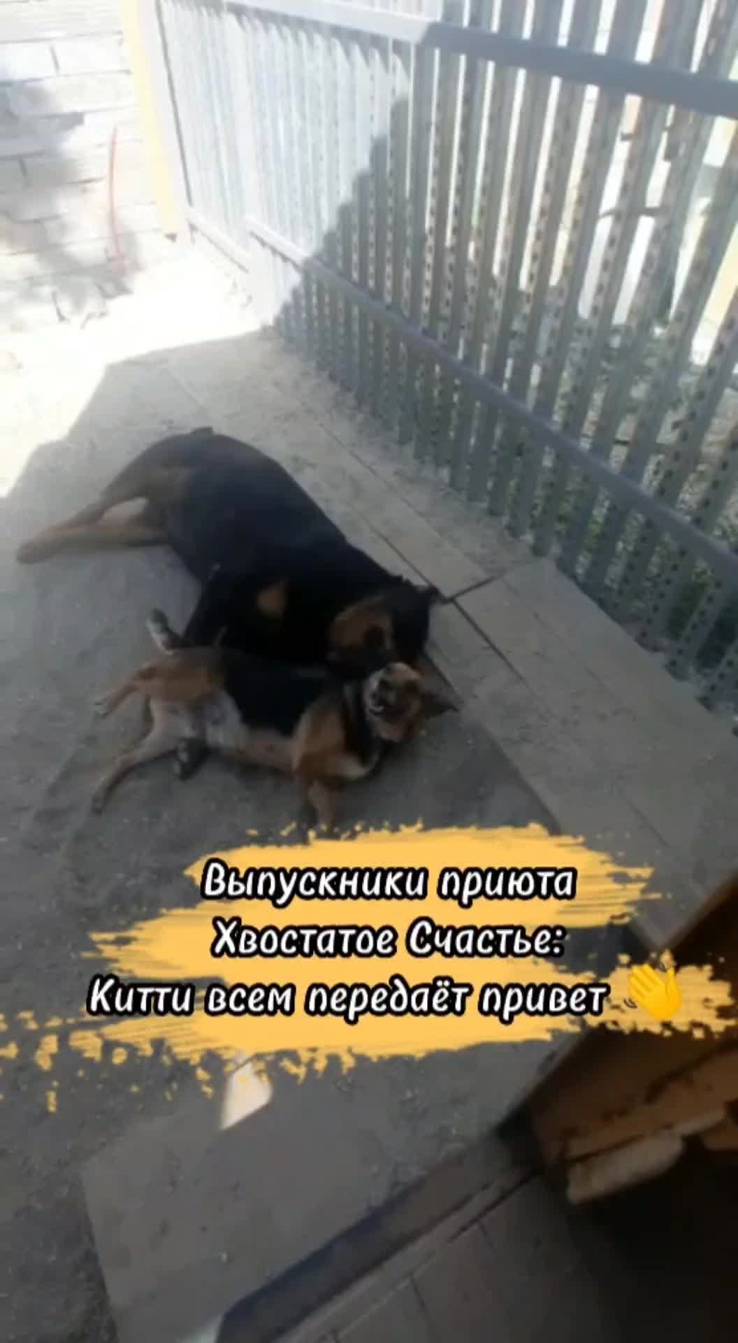 Хвостатое счастье дзен буся и баня Хвостатое счастье дзен буся и баня