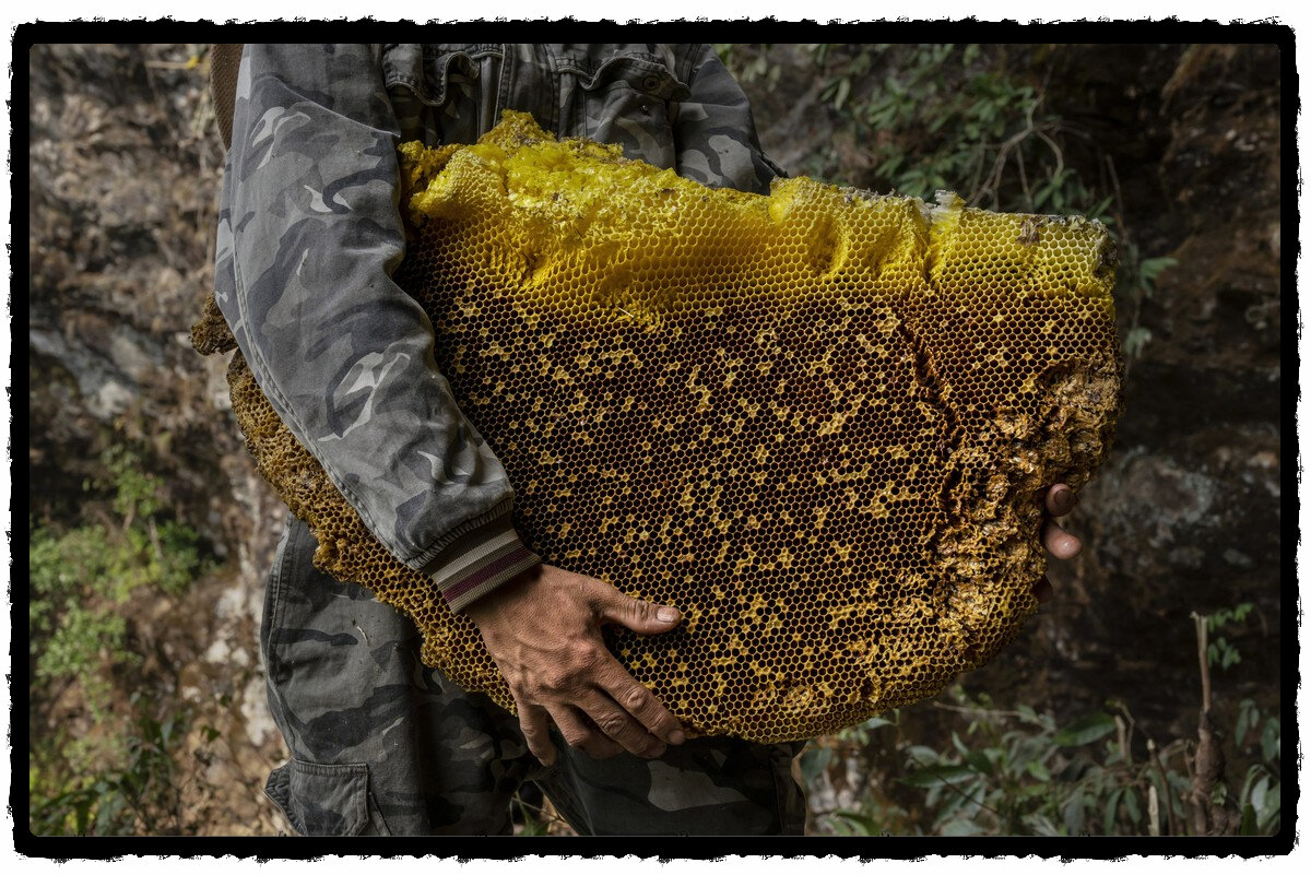 Соты с медом