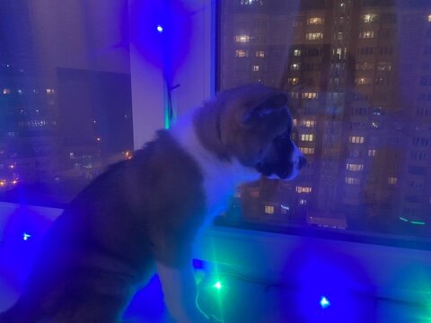   (Праздничный Сэм)  