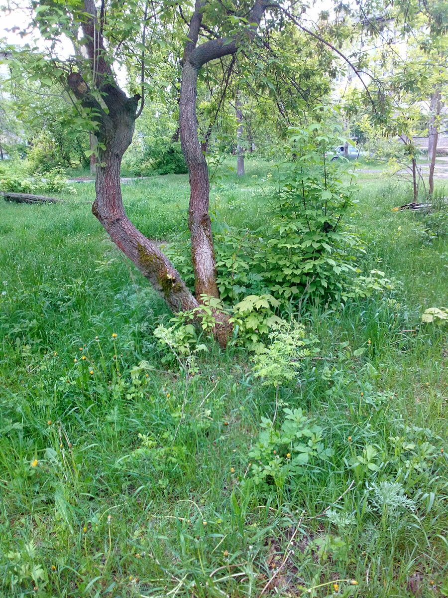 Здесь, под этим деревом, покоится мой друг - Котофей Барсик II (2007-2009). 