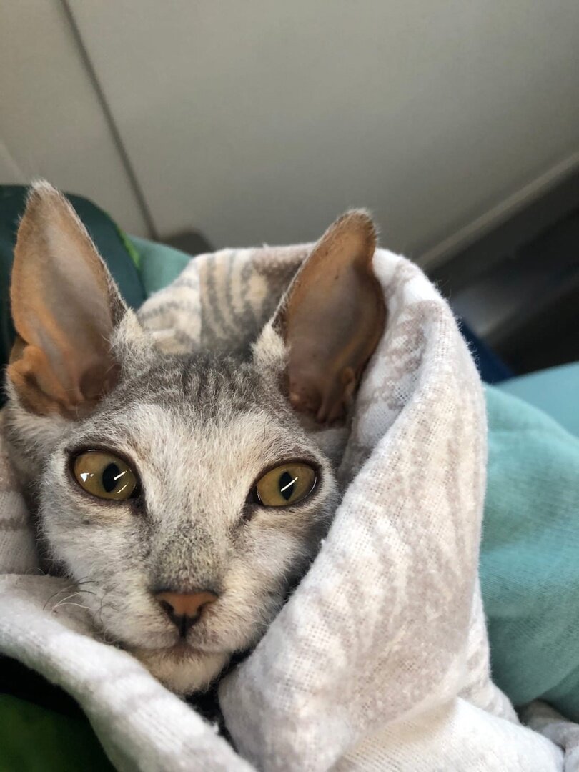 Симона забрали с улицы, всю дорогу кот жидко какал некой субстанцией, похожей на борщ