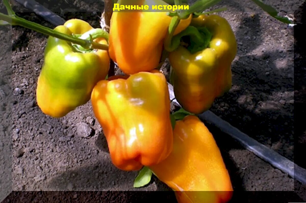 Перец золотой телец сибирский сад. Сад ц. Семена перец золотой формат (сиб. Перец золотой формат. Агрос перец золото сибири.