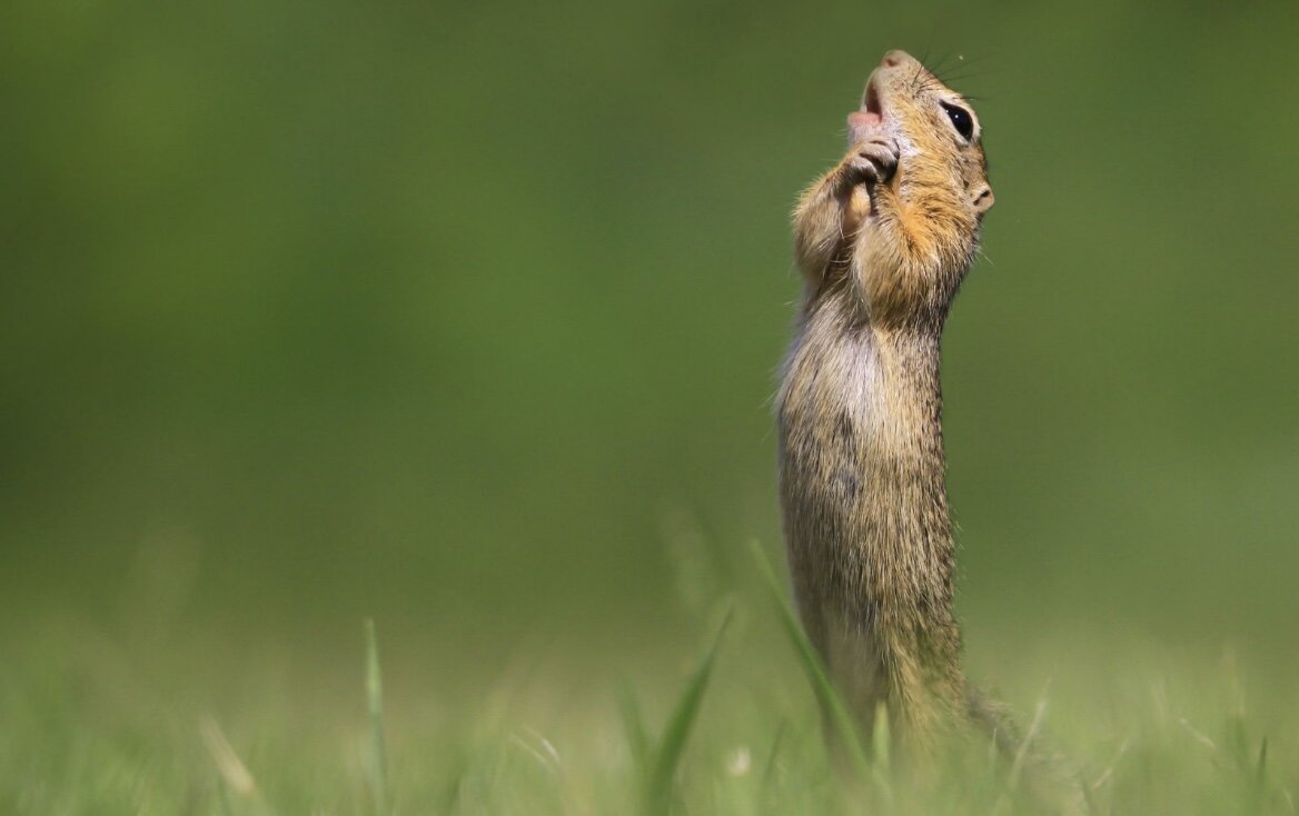 Изображение Comedy Wildlife