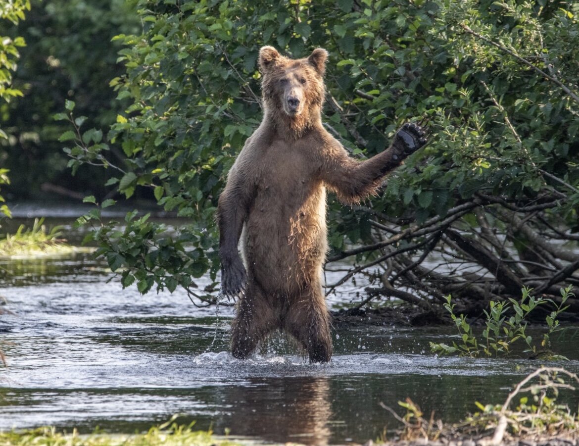 Изображение Comedy Wildlife