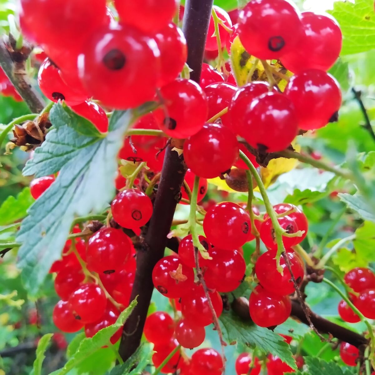 красная смородина