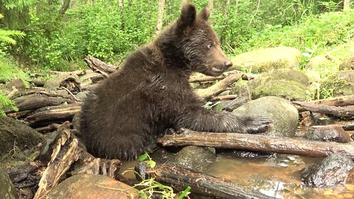 МЕДВЕЖЬИ ВОДНО-БОЛОТНЫЕ УГОДЬЯ