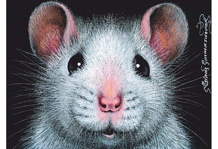 ���� �� �������