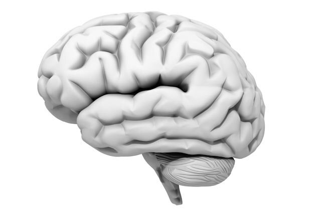 Мозг очень важный орган