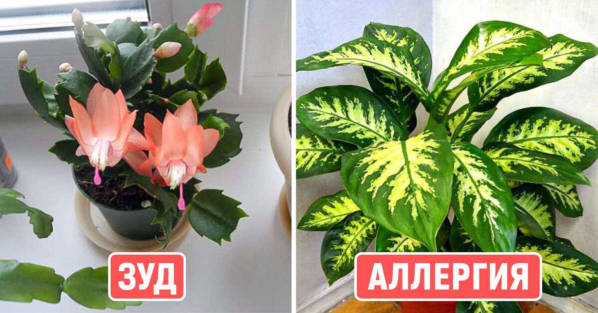 Комнатные растения для аллергика