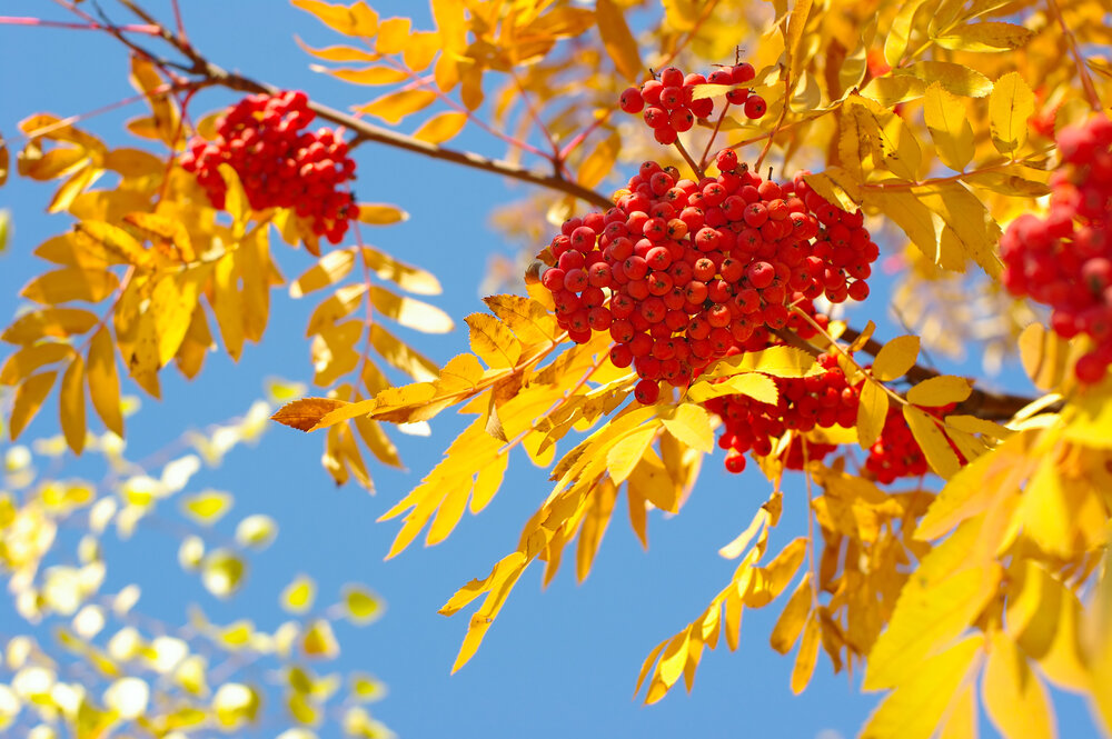 Яндекс картинки