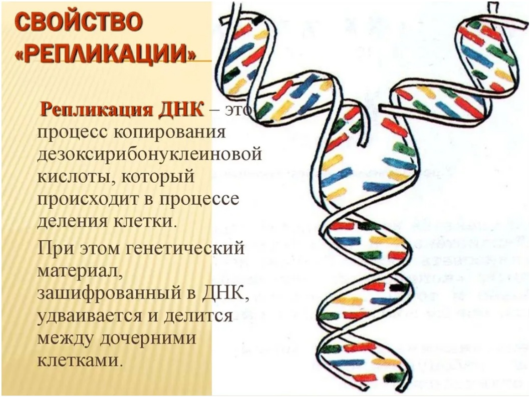 Удваивается молекула днк. Репликация ДНК структура ДНК. Строение ДНК репликация функции. Схема репликации молекулы ДНК. Строение и репликация ДНК.