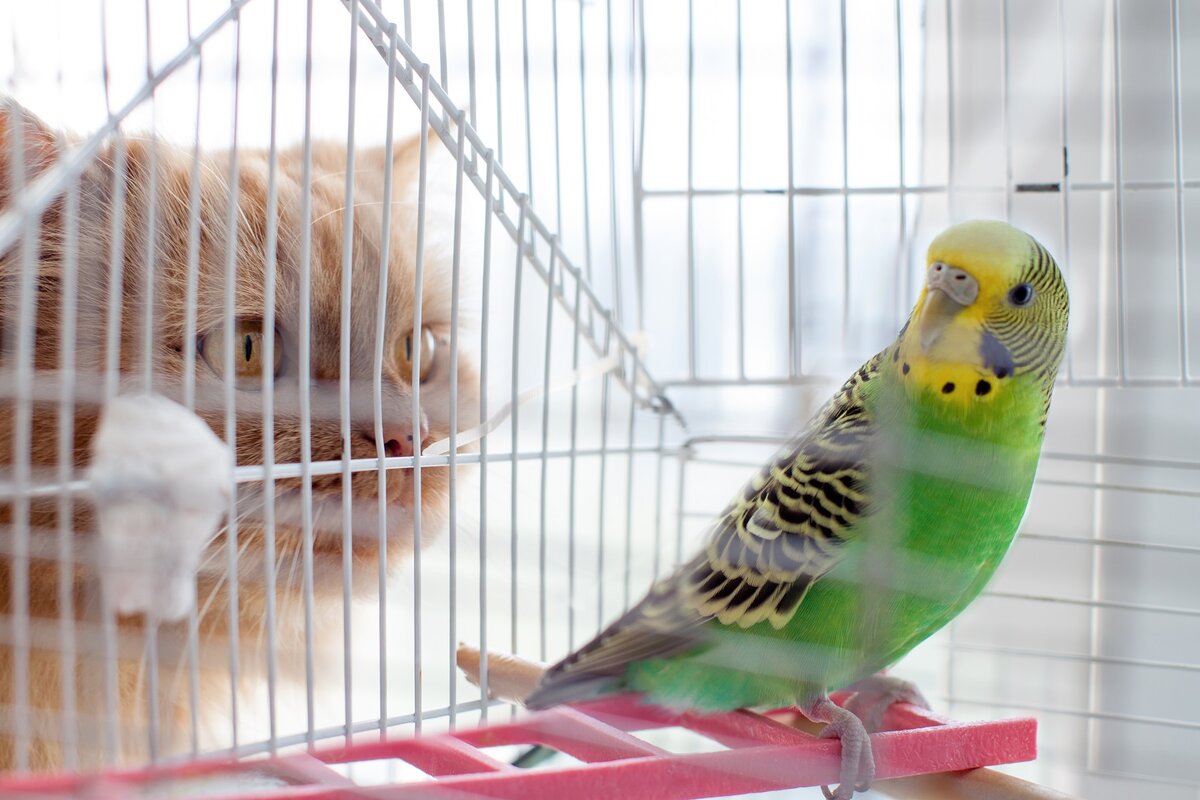 Купить клетку для попугая | Интернет магазин ГиперЗоо