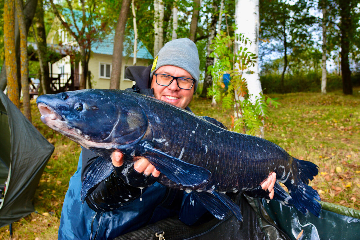

Мало кто знает, да и повода особо не было рассказывать об этом, что свой любительский путь в карпфишинге я начал аж 14 лет назад на водоёме с красивым названием «Серебряная чаша», который находится в Одинцовском районе Московской области. Кстати, своего первого чешуйчатого карпа на восемь килограммов я поймал именно в «Чашке», так среди своих принято называть этот старый рыбий полигон. Ещё в те святые времена, когда ваш покорный слуга пребывал в совершенно наивном состоянии по отношению к современной карповой рыбалке, мне удалось засвидетельствовать моменты как опытные наставники в карповой ловле поймали на моих глазах в «Чашке» нескольких карпов и амуров более десяти килограммов. К сожалению, не вся трофейная рыбка вернулась в родной дом, но и не вся ушла на еду, всё-таки уже тогда были адекватные люди, кто бережно относился к могучим трофеям и после поимки и фотосессии с ними отпускал рыбёх домой. Я это говорю к тому, что у меня есть стопроцентная уверенность в том, что в «Серебряной чаше» до сих пор есть большие рыбины, даже, наверное, огромные. Итак, к чему всё это?! В этом году судьба преподнесла мне внезапный сюрприз - весной в одном их рыболовных магазинов Москвы, я встретил управляющего «Серебряной чаши», который напомнил мне о моих практически юношеских подвигах в карпфишинге, напомнив какому водоёму я должен быть благодарен. Встреча была реально знаковой, я поймал себя на мысли, что я реально забыл про «Чашку», даже пожурил себя за это, как так-то!! В тот день я сразу получил приглашение посетить водоём, с целью проверить свои приобретённые за годы навыки. По словам управляющего на «Серебряной чаше» ничего не поменялось, там по-прежнему плавают и ждут меня в гости карпы, сазаны и даже чёрные амуры, поймать которых мечтает любой фанат карпфишинга. На самом деле, чёрный амур — это очень редкая рыба для подмосковных водоёмов и мне стало даже интересно, не понятно как вообще в «Серебряной чаше» эти красно книжные монстры смогли выжить и вообще может их там вообще и не было.
Сейчас создавая для Вас отчёт с рыбалки на «Чашке» я нахожусь в каком-то фееричном восторге, друзья, события, в которые погрузила меня недавно судьба были весьма интересными и ценными. Рыбалка получилась весёлой, пришлось даже посмеяться от души с надрывом живота, был один очень драматичный момент, ну и в целом мной был получен колоссальный опыт, связанный с ловлей чёрного амура. После этой обалденной рыбалки хочется во всеуслышание сказать, всё, что с нами не происходит, однозначно, не с проста, всё имеет положительный смысл, люди, водоёмы, встречающиеся на нашем пути и, если внутри правильное отношение, однозначно все эти события ведут нас к чему-то очень хорошему. Пора приступать к отчёту, мне есть о чём Вам рассказать.
На «Чашку» приехал 13-го сентября во второй половине дня, приехал не один, в сопровождении жены и сына. Так как план был ловить аж трое суток, то для рыбалки забронировал первый домик, спать то где-то надо было, кстати, внешний фасад и внутренний облик моего нового рыбацкого жилища были такими же, как и 14 лет назад. Как сказал мне позже один из моих приятелей рыбаков, кто ловил в этом секторе неделю назад: Лёха, это нереальное демоническое место. Специфический запах сырости, тусклый свет, кроватка, на которой застелено уставшее бельишко с пандами, пару обогревателей, ламповый телек ну и прочие прелести возбуждали воображение любого человека, вошедшего в парадную этого дома. На втором этаже странный диван из накиданных матрасов ну и обои как из фильмов ужасов, впитавших энергетику всех, кто тут побывал. У меня сразу возникло ощущение, что место это точно не освещали, но зато оно тёплое, мне пойдёт. Из хороших опций: в доме имелась горячая вода с импровизированным душем, вернее местом, где можно было подмыть причиндалы или тело, хотя о чистоте в такой атмосфере думаешь меньше всего. Туалет был на воздухе, открытого типа, как в деревнях. На самом деле, если речь идёт о рыбалке, а не об отдыхе, то ночевать в этом месте можно было спокойно, особенно если по пищеводу пропустить пару стаканов огненной воды. Описать жилище я был обязан, ибо много вопросов приходило на эту тему. У меня моя новая крепость вызывала улыбку на лице, но это только у меня…
Погода была мерзкая, дул мерзкий северный ветерок, моросил дождик и облака на небе говорили, что это ненастье надолго. Супруга после просмотра адской пещеры сообщила, что спать тут не останется, она у меня человек не брезгливый, но даже её пробило на слезу от смеха от вида постельки, в которой её благоверный будет спать. После она организовала спонтанный обед из всяких вкусняшек, которые взяла с собой. Пока она занималась гастрономическим творчеством, я взялся за организацию своего рыболовного сектора, расчехлил снасти и в целом осмотрелся. Размещать на имеющемся у дома понтоне род под категорически не стал. Уровень воды из -за летней засухи был ну уж очень низкий и если судьба подарила бы мне рыбу, то скорее всего подсачивать её с большой высоты будет ну очень неудобно. Поэтому свою карповую установку для удочек я поставил правее понтона и рядом с ней разобрал и свой зонтичный шелтер. После вытащил из чехла четыре идентичных карповых бланка в длине 390 с заряженными катушками Daiwa Tournament Basia 45 SCW QD. Далее жена позвала нас с сыном на трапезу, разговоры во время которой были наполнены смехом и стёбом по поводу моей крепости на берегу и о том насколько приятный у меня будет сон. После я проводил семью до тачки, а сам пошёл разбирать снасти дальше и искать кораблём точки лова. Жена пожелала мне удачи, перекрестила рукой дом, посмеялась и сказала, как только я поймаю огромную рыбу она сразу приедет делать фотографии.
Находясь под влиянием смехотворной энергетики своего карпового дома я вначале даже не обратил внимание на то, насколько прозрачной была вода в «Чашке», обнаружив это, я был очень даже в шоке, ведь на текущий момент многие коммерческие пруды, особенно, после такого жаркого лета цвели и были зелёными от цветущих водорослей. В кристально чистой воде крупной рыбе точно было приятно жить. Ну я, по крайней мере, надеялся на это. Далее я разобрал прикормочный корабль, врубил на нём эхолот и начал покатушки по водоёму. Моя диспозиция на берегу позволяла мне многое, из-за того, что я приехал в будний день справа и слева никто не ловил, а это значит можно было проверить места там, также благодаря кораблю я мог спокойно завозить оснастки чуть ли не на 250 метров в направлении основного зеркала, пробуя ловить как на большой глубине, так и мелководье. Короче, следующие два часа я катал корабль по воде, вглядываясь в экран эхолота и забивая точки в GPS. В результате мне удалось выделить несколько интересных мест, три из которых были наиболее волнительными.
Первая точка на рубеже 43 метров прямо напротив сектора в заливе. В заливе проявляла активность рыба, постоянно прыгали не крупные карпики, поэтому я и решил обратить внимание на эту точку. С помощью кораблика я очень хорошо считал бровку с крутым, глубинным переходом от 3 до 4 метров. Дно везде плотное, как на бровке, так и на свале, на ступеньке за бровкой дно было максимально жестким, как асфальт. Рыбу эхолот показывал и весьма крупную на всех границах. Поэтому я и решил разместить тут два удилища. Следующая перспективная точка находилась на входе в залив на дистанции 67 метров. Рельеф на входе в залив был очень ухабистый, будто везде под водой земляные пеньки и бугры, глубина в основном 3 метра, но потом идёт ямка диаметром 10 метров и глубиной 4 метра, на фоне этих бугров, она выглядит как кратер идеальной овальной формы, дно внутри плотное, прямо утрамбованное и на фоне ухабов, это реальная аномалия. В эту точку я решил уложить одно удилище. Ну и ещё одна точка была найдена мной на большой воде на расстоянии 130 метров, место с названием «пупок», на фоне 6-ти метровой глубины имелась возвышенность с глубиной 5 метров. На дне ил.
По прикормочной программе: я принял решение кормить растворимыми бойлами с большим количеством рыбной муки, палтусовым пеллетцем средней жирности ну и немного зерновых, залитых, естественно, жидким питанием. Использование рыбных вкусов обусловлено тем, что черный амур, которого я очень хотел поймать, осенью ведёт весьма хищный образ жизни и на всю трёхсуточную я взял 8 кг пылящих бойлов в миксе креветка и монстер краб от компании GBS. Зерновых было 2 кг.
Следом я сделал завоз корма на все точки лова, приблизительно по 20 штук пылящих бойлов и по два совочка зерновых. Далее я приготовил поводки, решил использовать комбинированные из флюрика и мягкого материала в длине 17 см с мелкими насадками нейтральной плавучести. Завёз все оснастки корабликом с позитивом и надеждой, что скоро всё начнётся.
Ну и началось, через тридцать минут позвонила жена, сказав, что попала в аварию в 50-ти метрах в дома. Офигеть…
Продолжение следует...