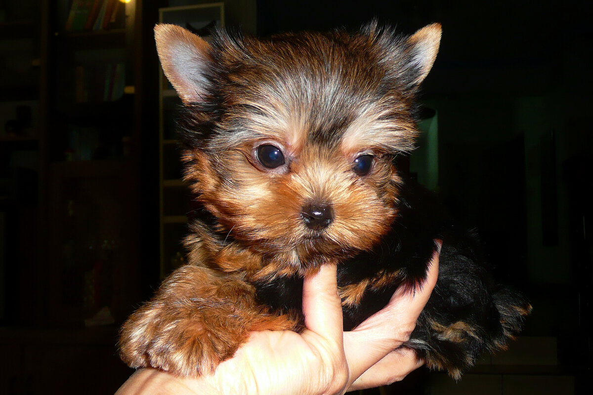 йорк против чихуахуа. как воспитывать йоркширского терьера. как дрессировать йорка. дрессированный йорк. как воспитывать йоркширского терьера.