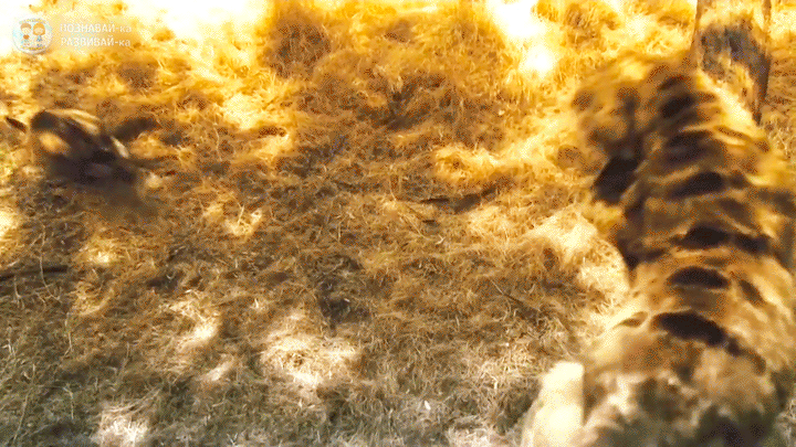 Сумчатый лев «Тилаколео». Австралийский псевдо - лев плейстоцена. Вымершее животное. Факты о животных