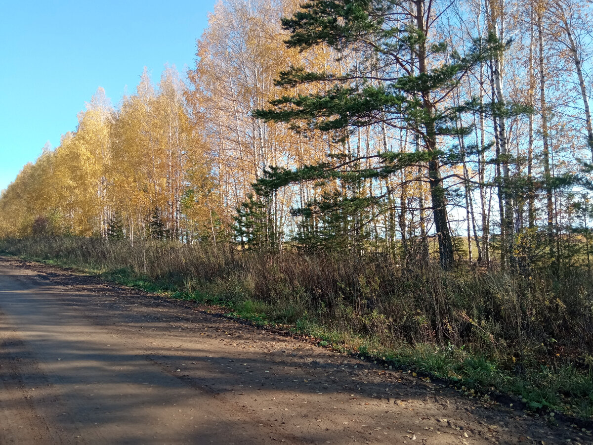 Пролесок у дороги.