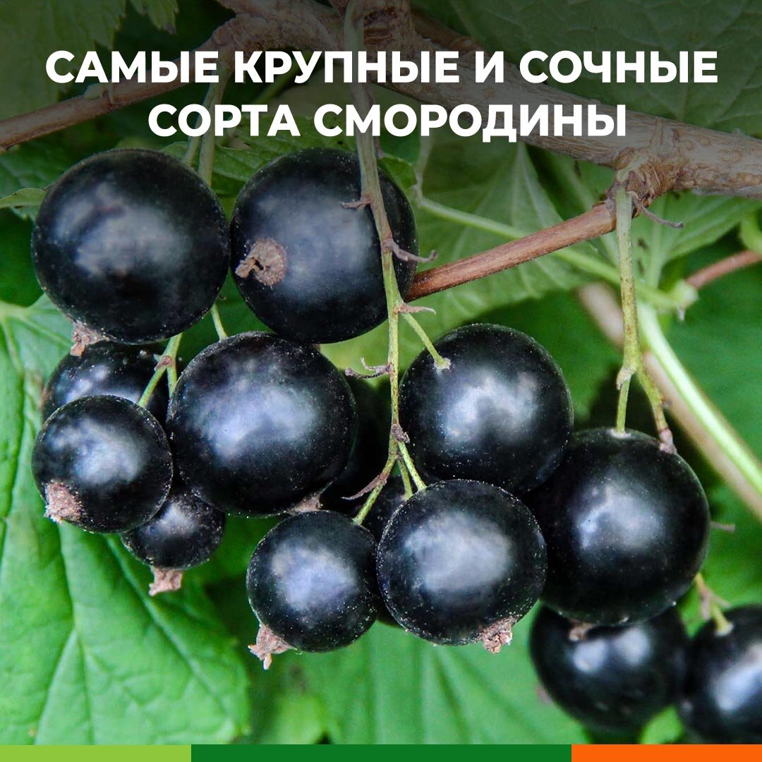 Смородина черная Багира. Сорта смородины. Сорта популярной смородины. Хорошие сорта смородины.