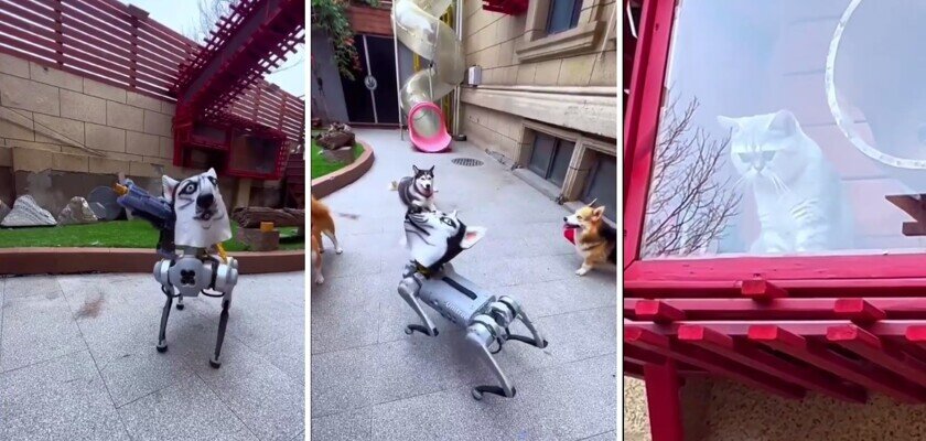    Нарезка смешных моментов из видео. Обратите внимание на недоумевающего кота. Источник: Вокругтехно / Telegram