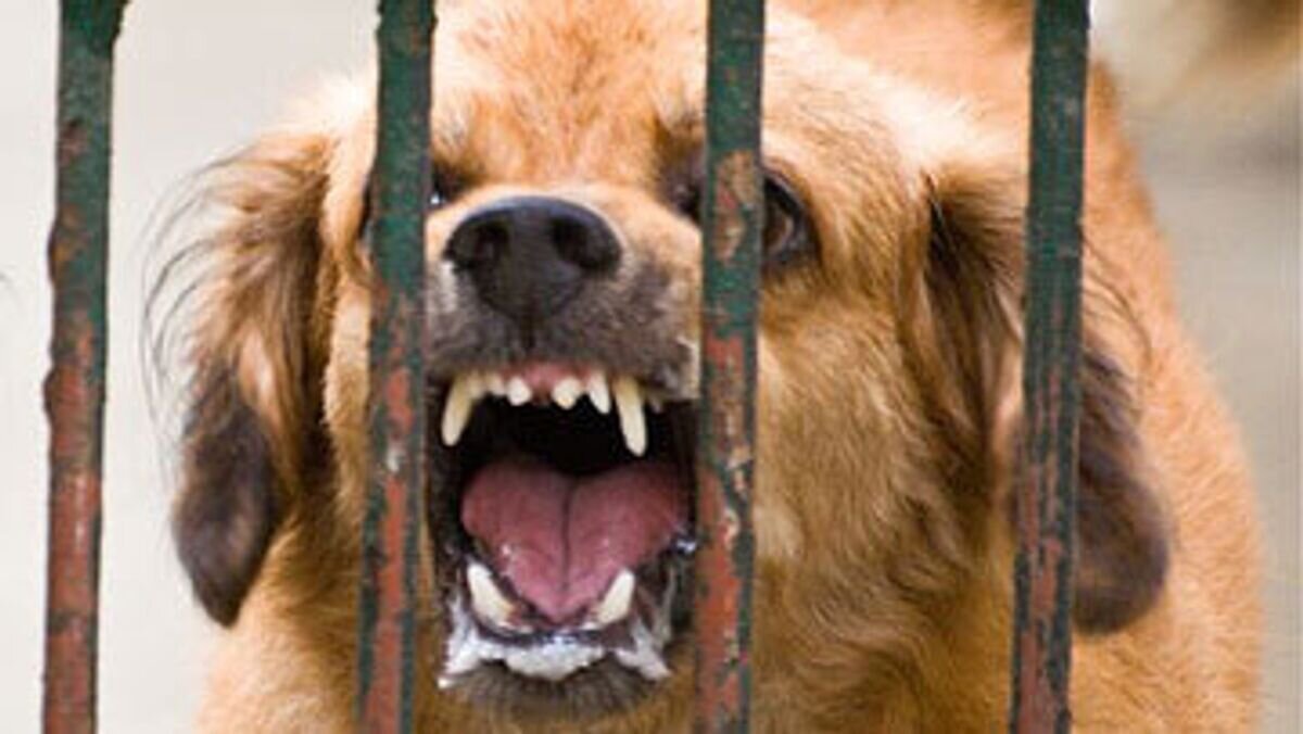    Любая бездомная собака может стать переносчиком бешенства.© Flickr / chefjancris