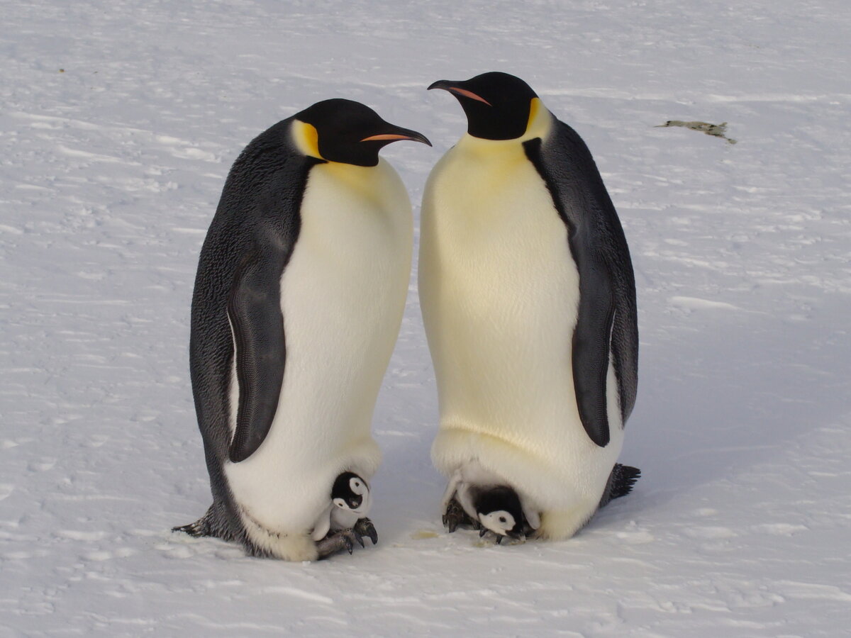 Императорские пингвины от пользователя marcelalibertelli на сайте inaturalist, сентябрь 2021 (CC-BY-NC).