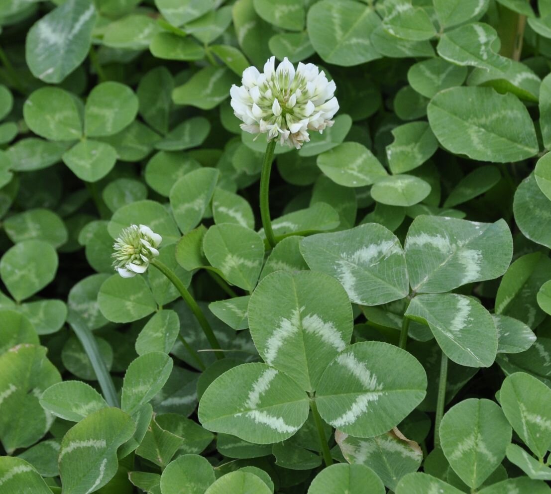 Клевер ползучий листья. Клевер ползучий (Trifolium repens). Клевер белый ползучий. Клевер ползучий белый Trifolium repens. Клевер ползучий (Trifolium repens) «Атропурпуреа.