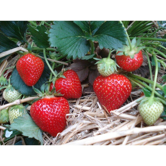 Земляника садовая сорт Дарселект.