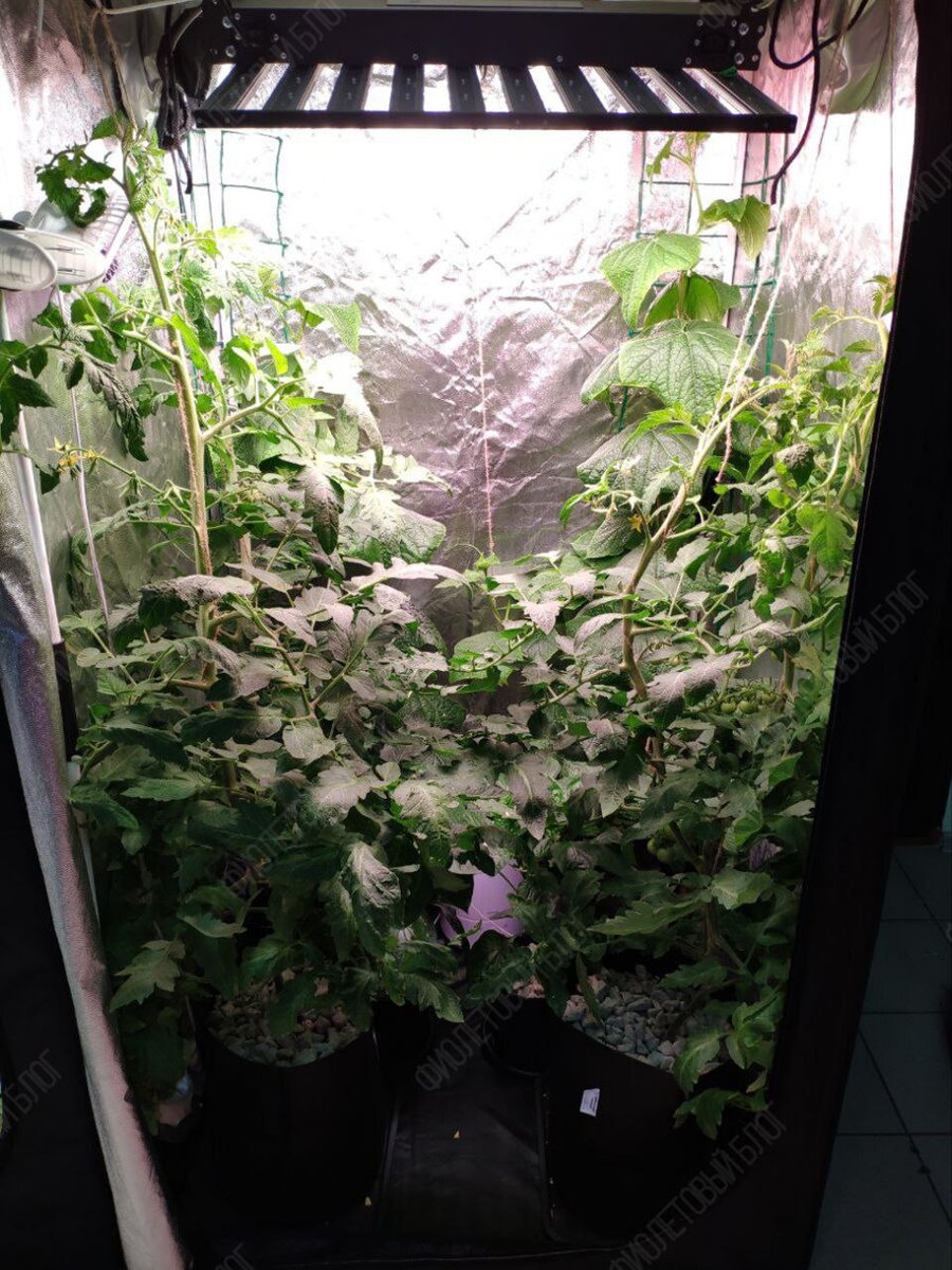 «А че, давайте вырастим!». С этой фразой и с большим потоком вдохновения начали воплощать идею в жизнь.-12