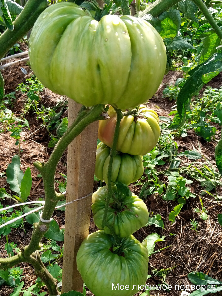 Сорт Да Чило в ОГ