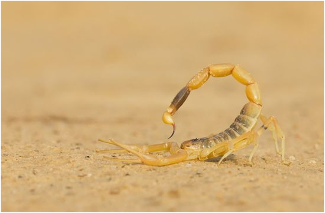 Leiurus quinquestriatus. скорпион leiurus quinquestriatus (deathstalker). животные пустыни африки желтый скорпион leiurus quinquestriatus. палестинский желтый скорпион. скорпион лейурус личинки.