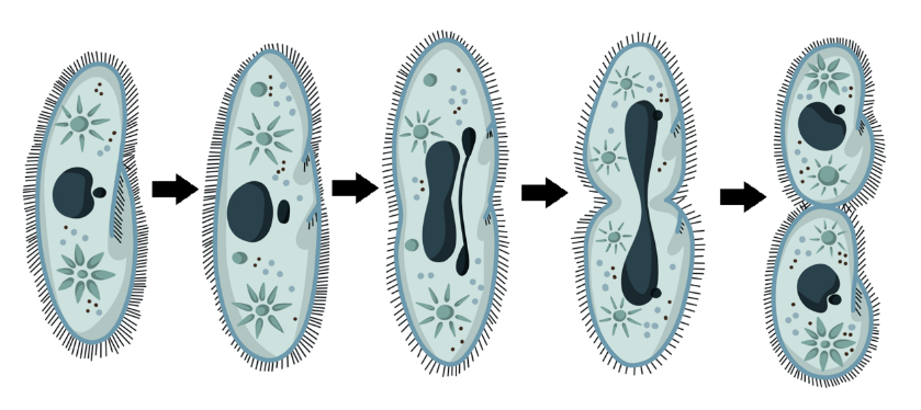 Конъюгация деление. Инфузория euplotes. Инфузория туфелька конъюгация. Инфузория туфелька бесполое размножение.