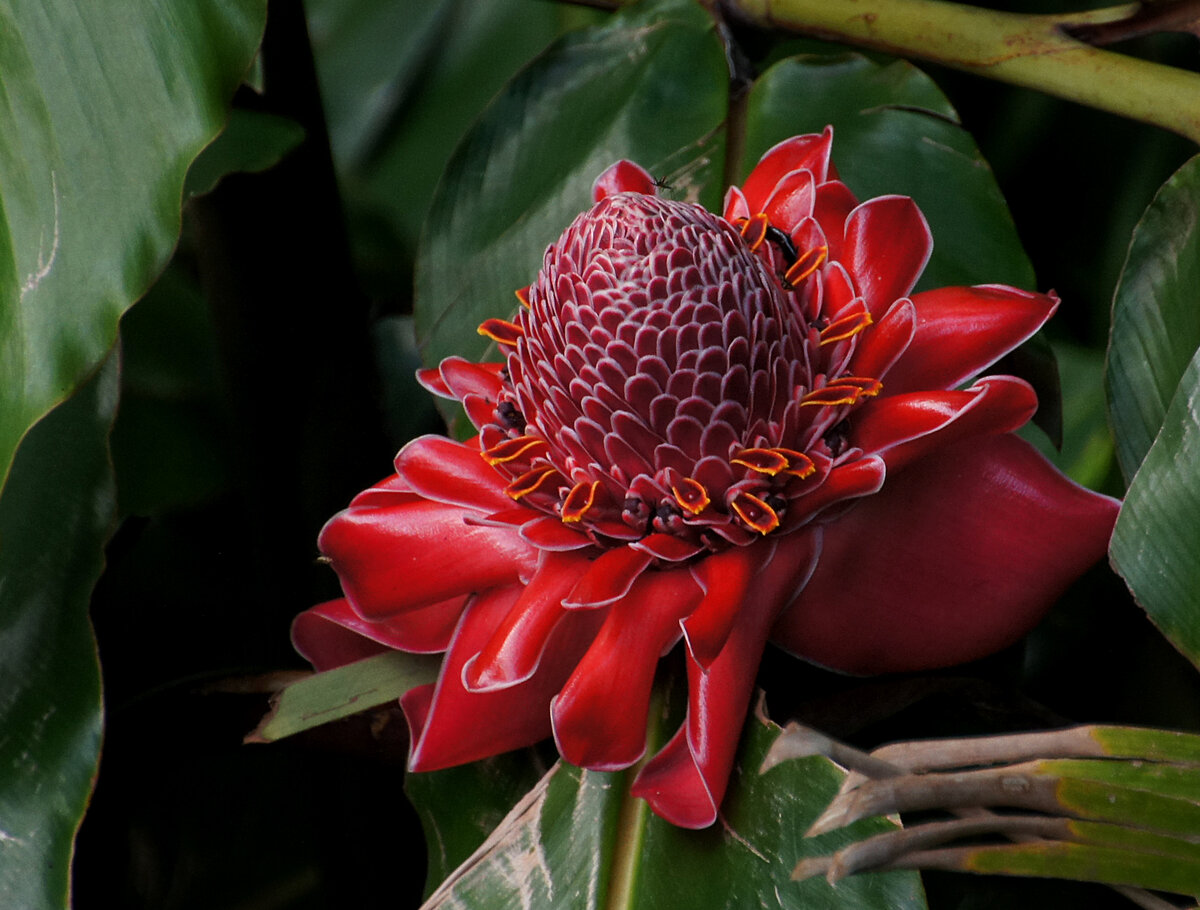 Red Torch Ginger