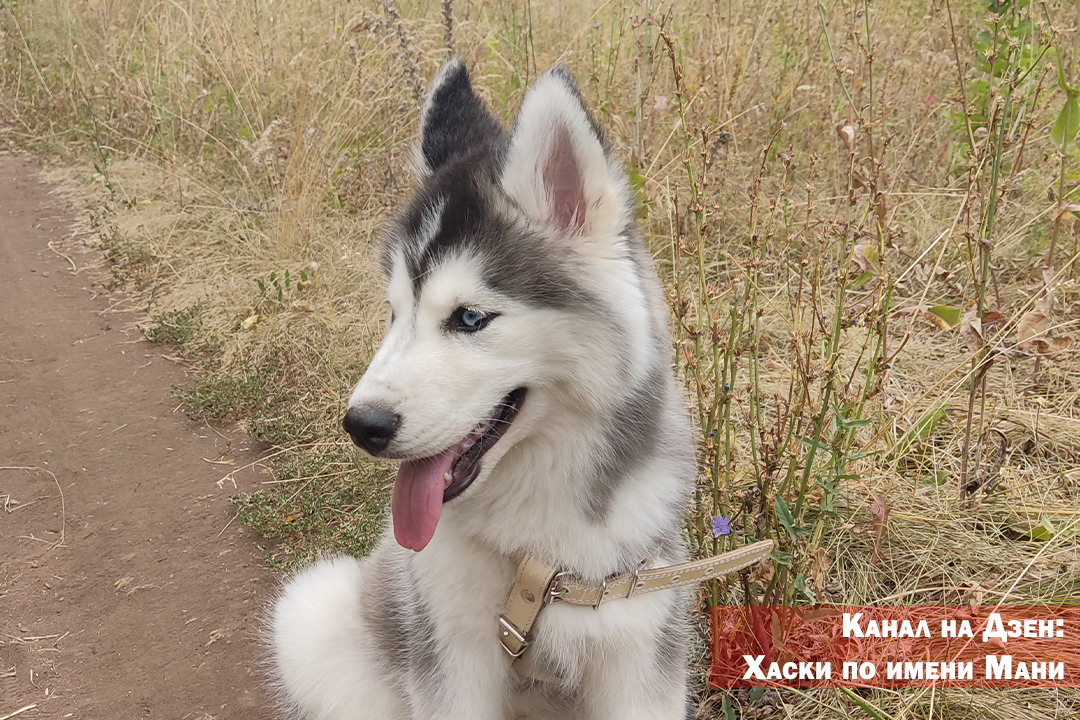 Почему собака не дает спать по ночам?