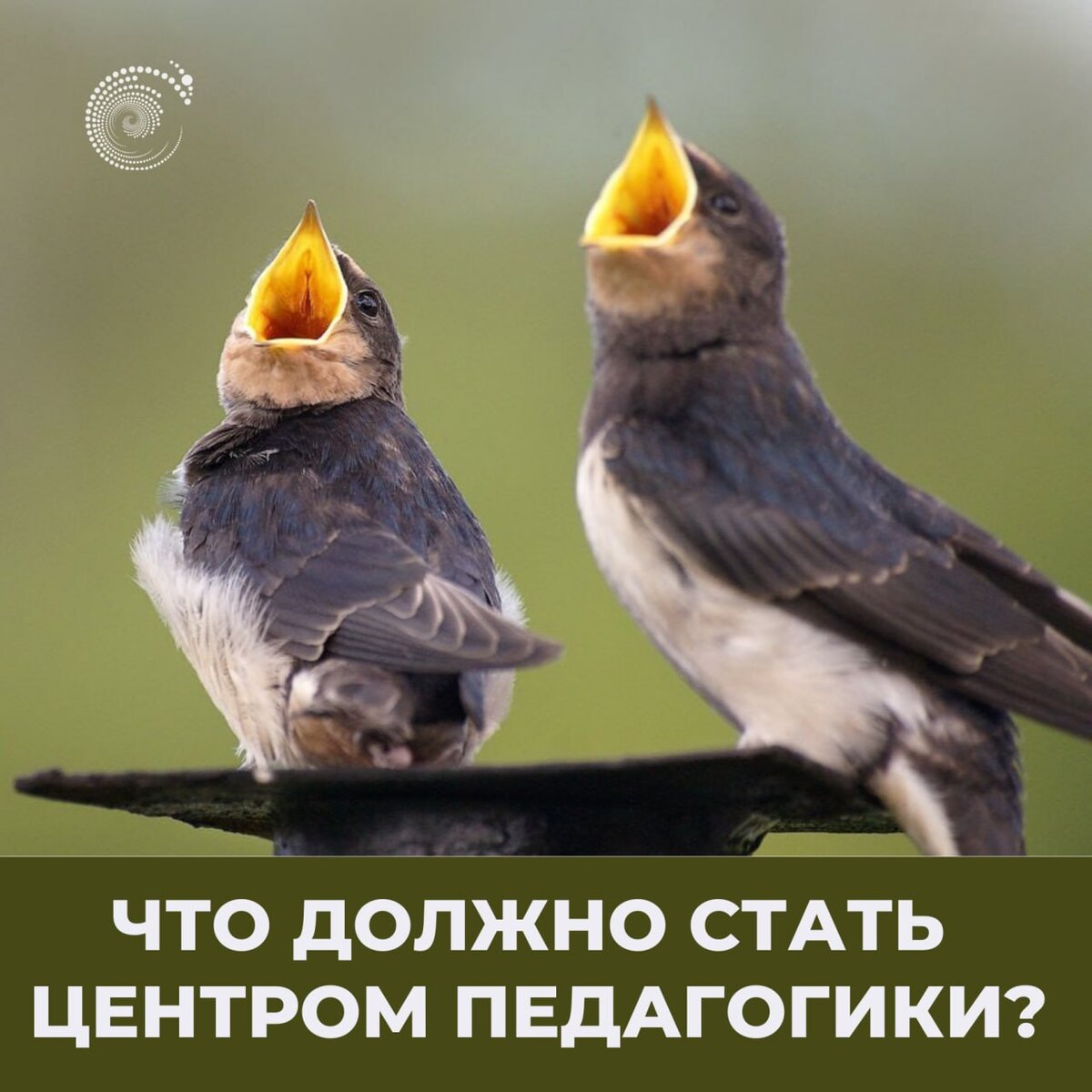 Птенец ласточки