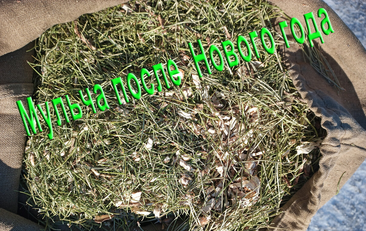 Мульча из сосны 