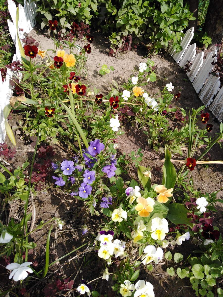 Виолы рогатые в моем саду в 2019-2022 >>>