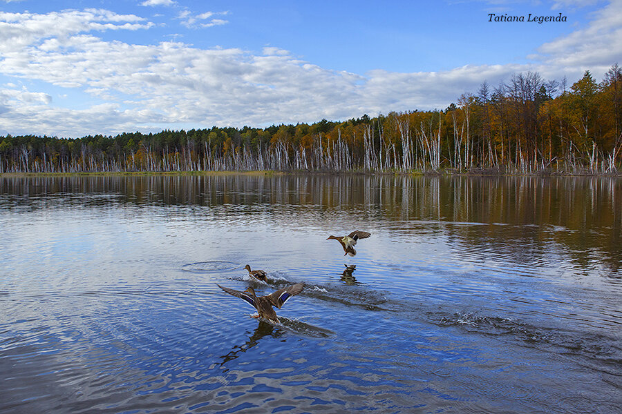 Озеро Линёво, Муромцевский район, Омская область. Фото: Соколова Татьяна, г. Омск