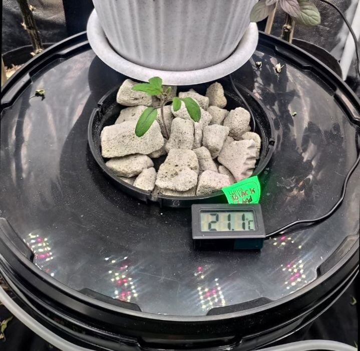 Росток томата посажен в мин вате в систему DWC + горшок наполнен пеностеклом