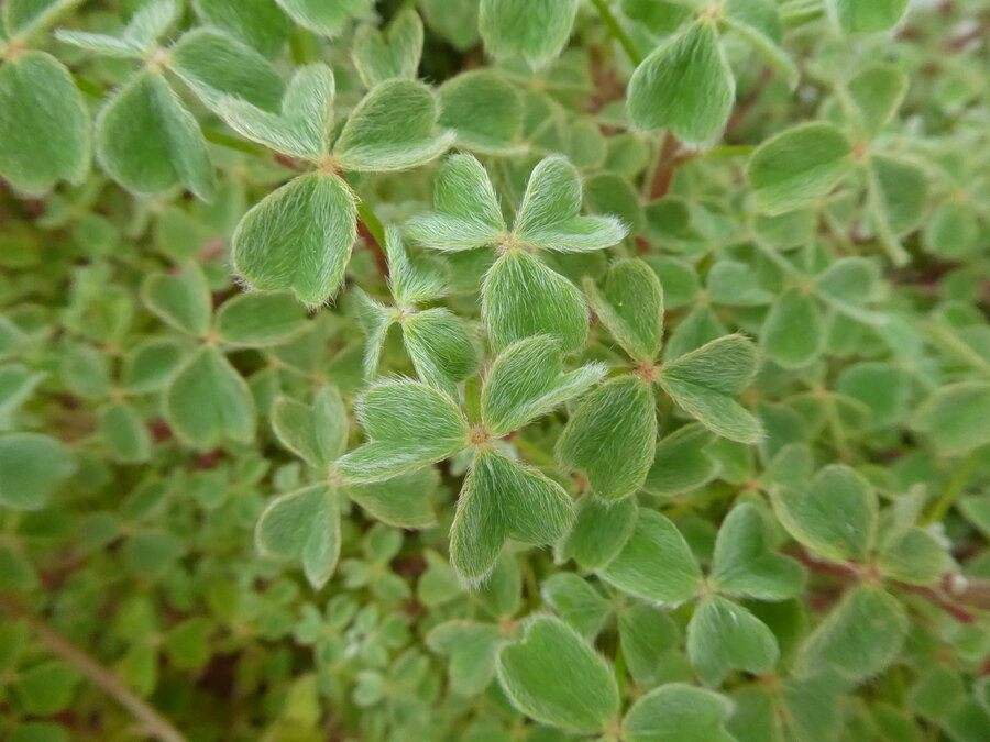 Кислица клубненосная. Фото: calphotos.berkeley.edu