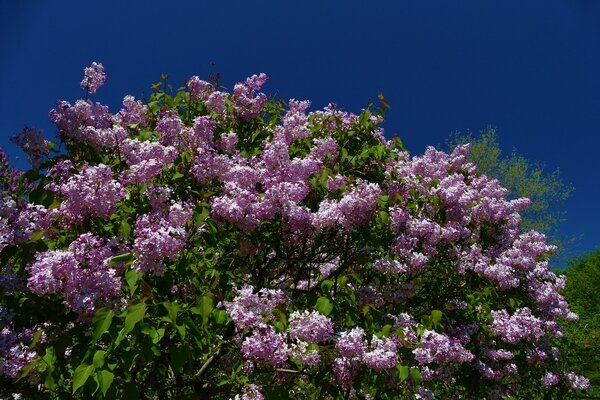 – Я обожаю сирень! Основное украшение русских усадьб. В Царскосельском мы часами гуляли по сиреневой аллее – от Розовой караулки до Крестового канала, а эти стихи Северянина в пятнадцатом читались тут и там. Он где-то высказался, что сирень – символ сладострастия. До поздней осени нам было угодно – мы гуляли там, а иногда даже до самой зимы мерзли на этих аллеях, пряча озябшие руки в муфточки. Мы за всеми новинками литературы и новостями с литературных салонов гонялись. Строги были нравы наших дам-воспитателей, но мимо нашего училища не одна новость культурной жизни общества не проходила. Эхо слухов; из великосветских салонов аристократических клубов и даже думских фракций обсуждались в кулуарах; и иногда у нас в классах. Едва стихли разговоры о дуэли между великим князем Владимиром Андреевичем, супругом великой балерины Матильды Кшесинской, и Петром Владимировым в Булонском лесу, в Париже, где великий князь прострелил Владимирову нос. Тут же возникли пересуды, что обладательница феноменального драматического сопрано, солистка его величества Фелия Литвин скоро насовсем покинет российскую сцену. Не только этими слухами мы жили. Шла Первая мировая война, и это уже чувствовалось сильно. Мы, как сестрички милосердия, помогали по госпиталям, в нас был сильная любовь к отчизне. Однако вести о поражениях на фронтах и неисчислимых жертвах у многих вызывали сомнения, а нужна ли была война. Сплетничали – генерал Самсонов не убит, а сам застрелился, не вынеся позора поражения армии. Усугублялось все разговорами о Распутине и надвигающемся голоде. Но мы были молодыми, счастливыми, не подозревая о грандиозных переменах. Вздыхали по молоденьким юнкерам, влюблялись и, разочаровываясь, страдали. А там был шестнадцатый год и дальше все покатилось. Ой, Мурад, извини, замучила тебя разговорами. Воспоминания. Пошли чай пить с ежевичным вареньем…