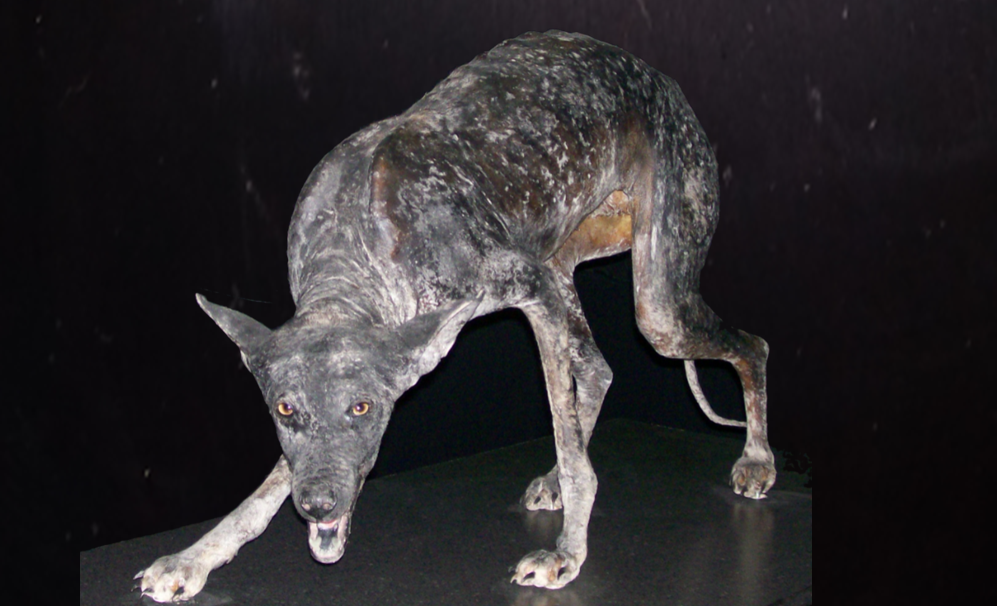 Один из экспонатов современного Музея чупакабры, штат Техас. 