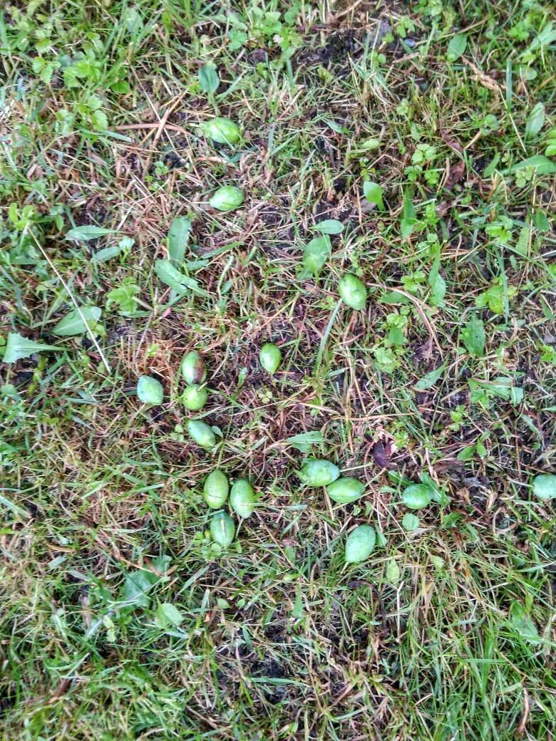 Стряхнуло сливы. Личное фото.