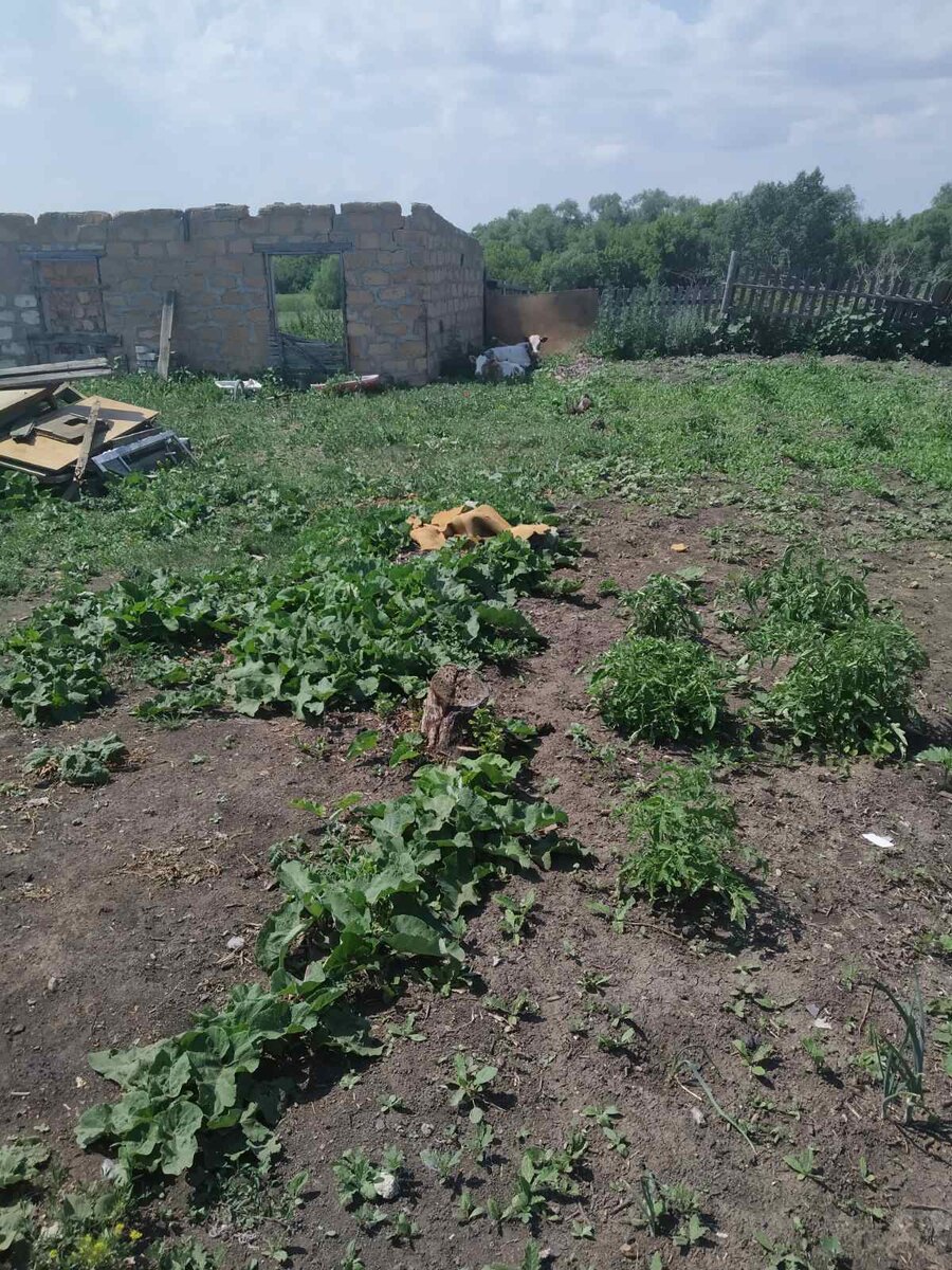 Эти два теленка повадились ходить ко мне во двор. Чьи они, не знаю