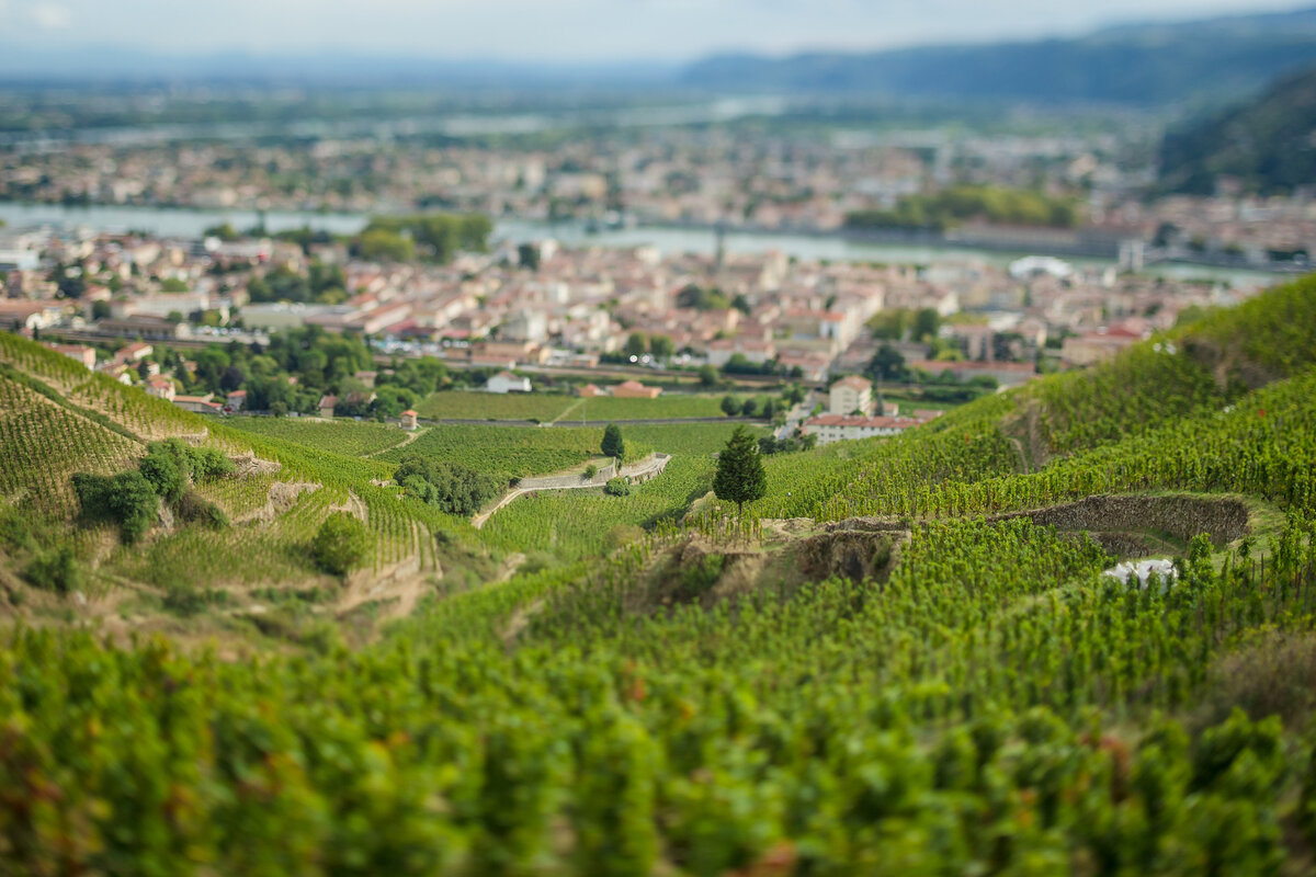 Фото: © Inter Rhone