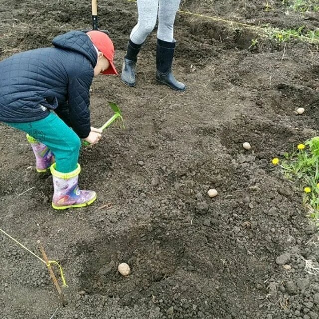 Картошку посадили картинки