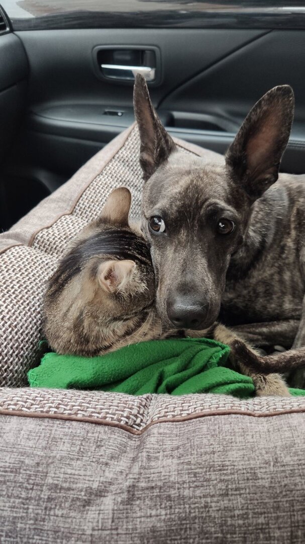 Любовь) Кот и собака стали совсем родными