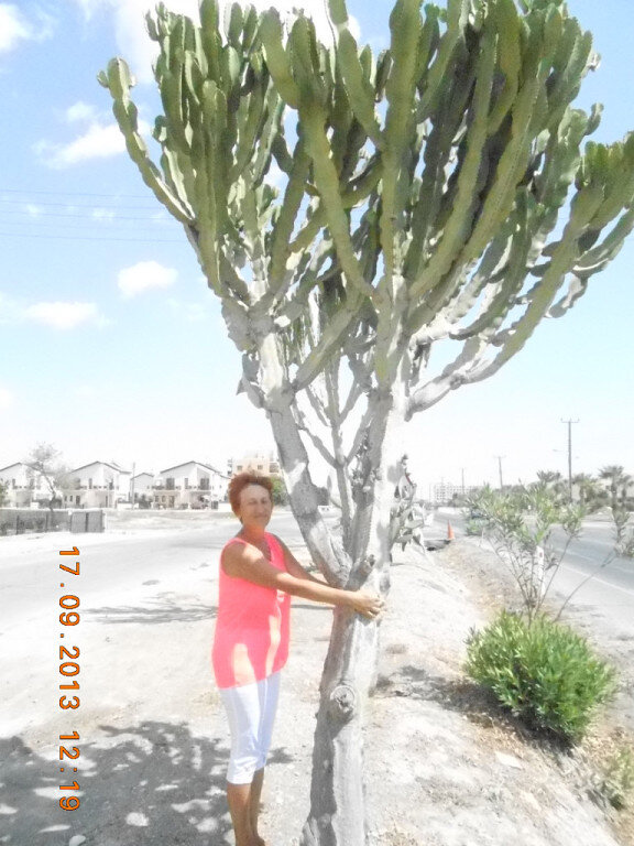 Кактус - целое дерево.Кипр