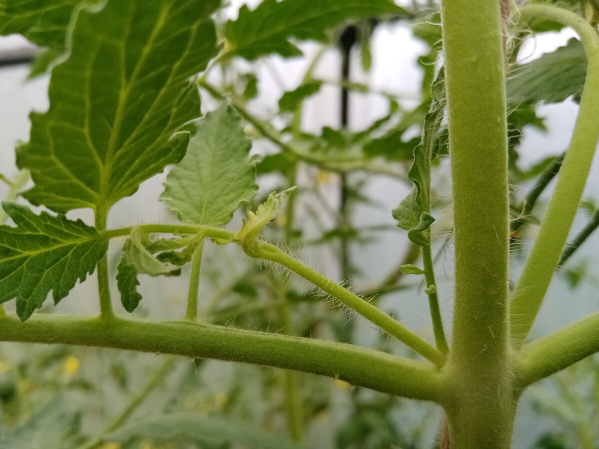 Пасынки желательно удалять, когда их длина 3-4 см