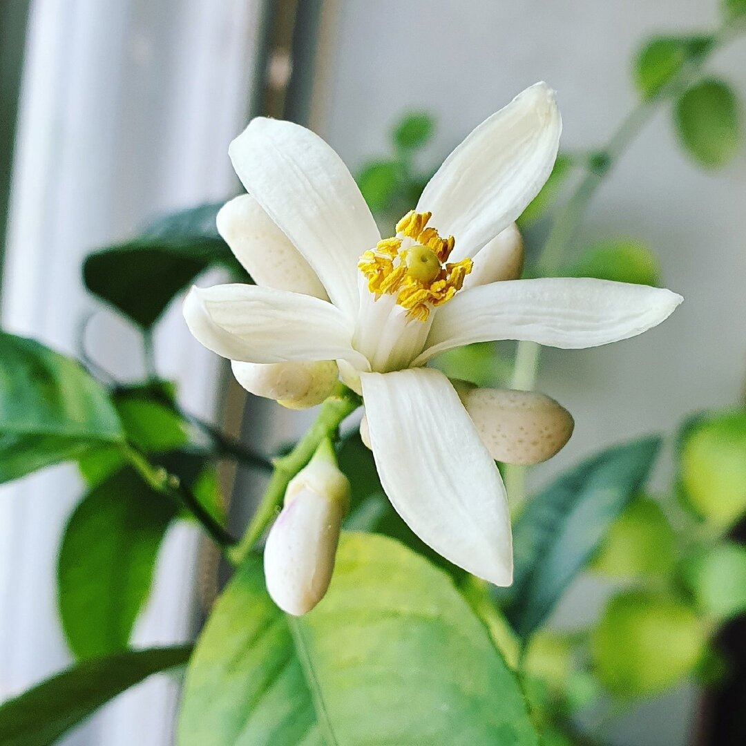 Фото Лужецкой Натальи цветет ее лимон Мейера 3 марта 2020 года