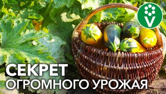 УДАЛИТЕ ЭТИ ЛИСТЬЯ НА КАБАЧКАХ И УРОЖАЙ ВАС ПОРАЗИТ!