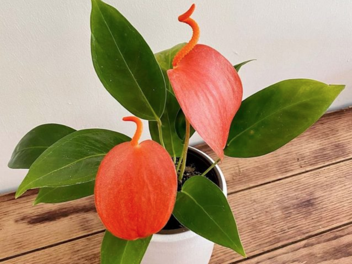 Антуриум Шерцера (Anthurium scherzerianum)   Источник: https://clck.ru/WgsQu